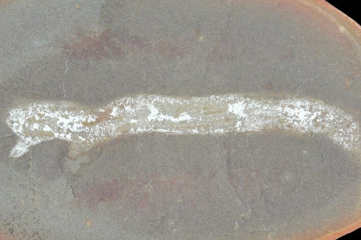 Fossil Polychaete Worm (Polychaeta) - Illinois #120944